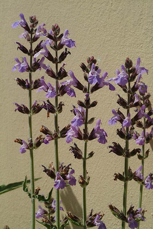 Salvia officinalis (Sage) extract 3