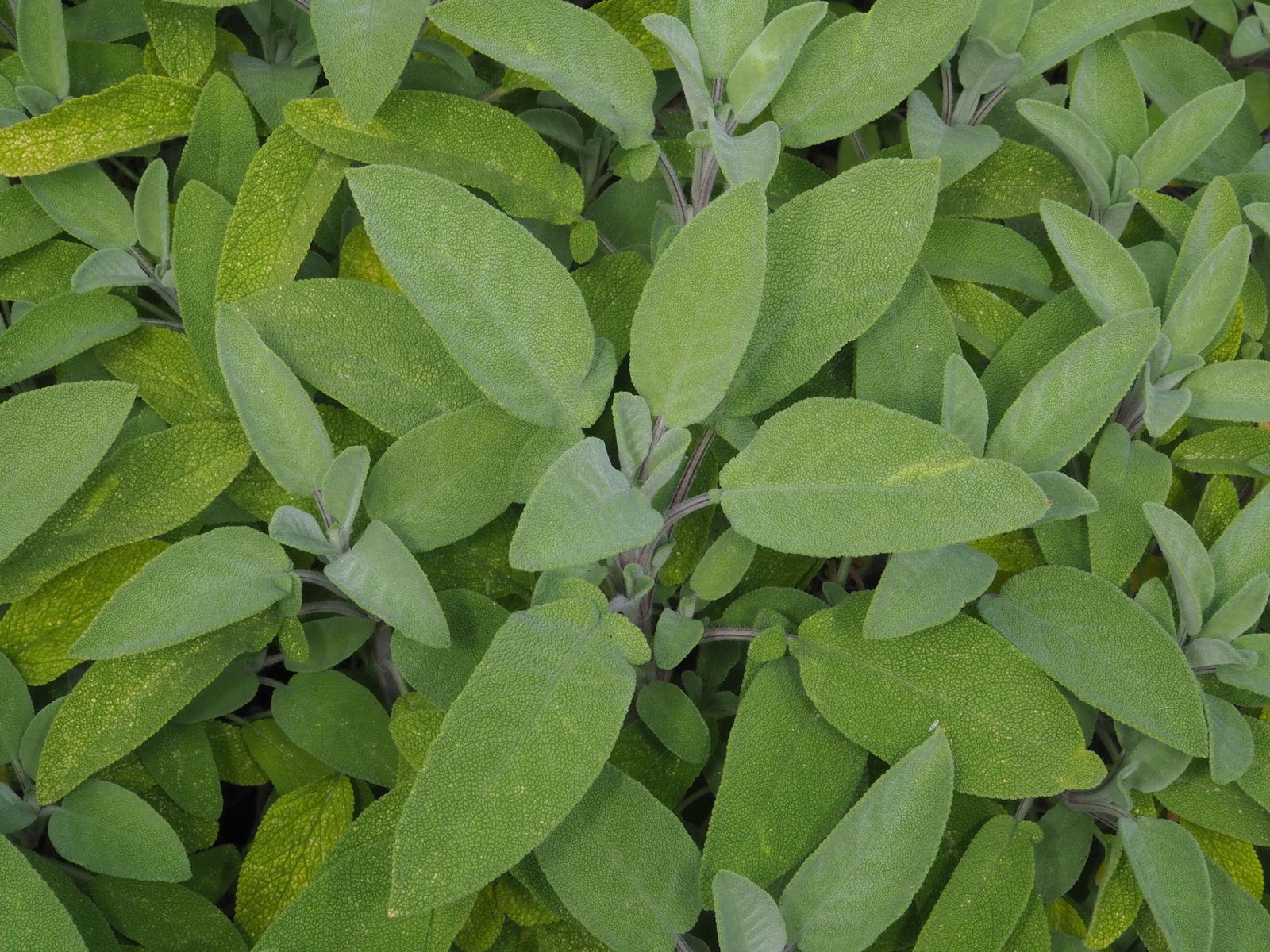 Salvia officinalis (Sage) water 4