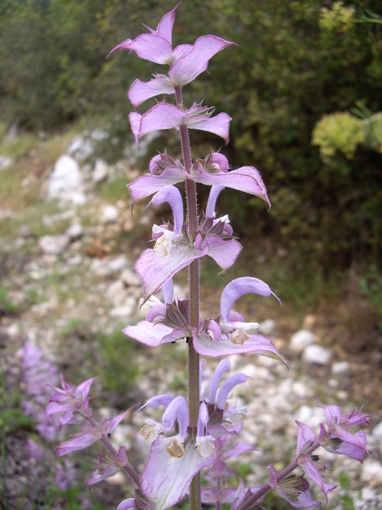 Salvia Sclarea (Clary) Oil 1