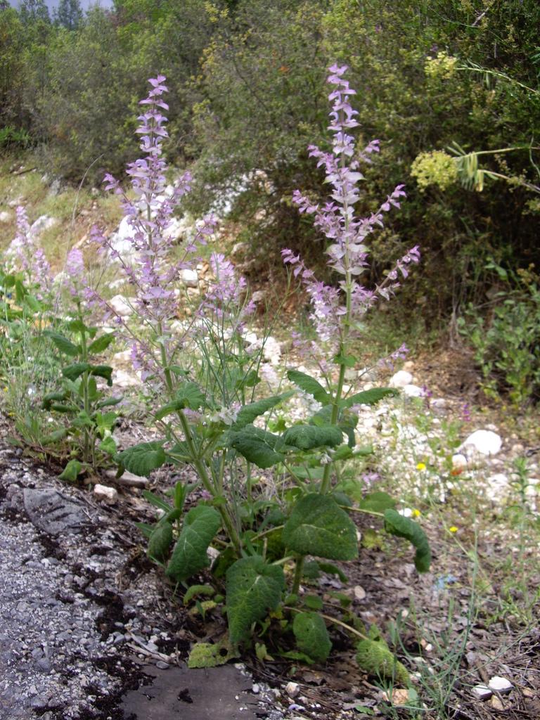 Salvia Sclarea (Clary) Oil 2