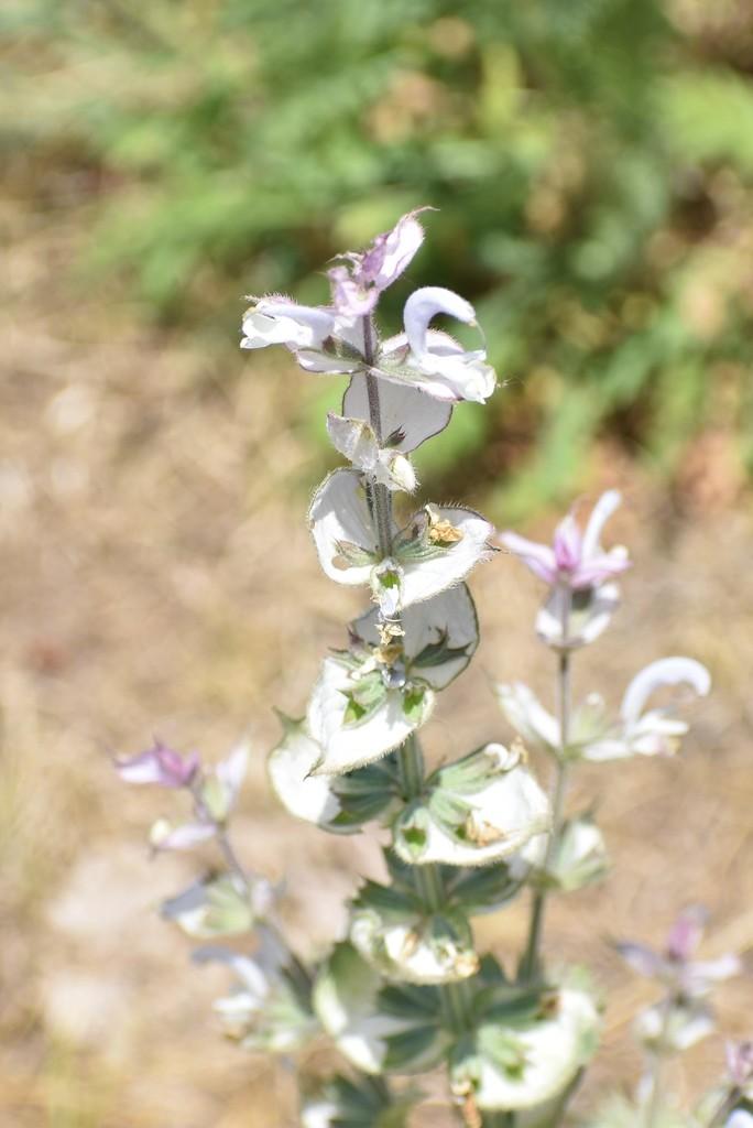 Salvia Sclarea (Clary) Oil 3