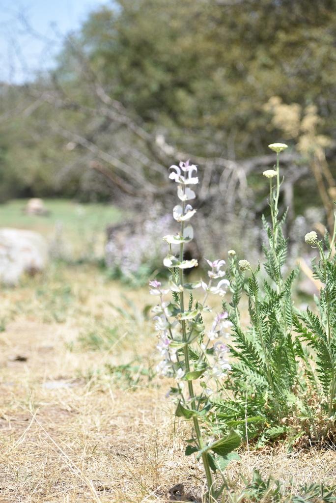 Salvia Sclarea (Clary) Oil 4