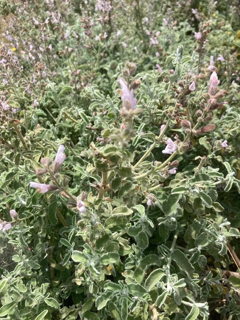 Salvia Triloba Leaf Extract 4