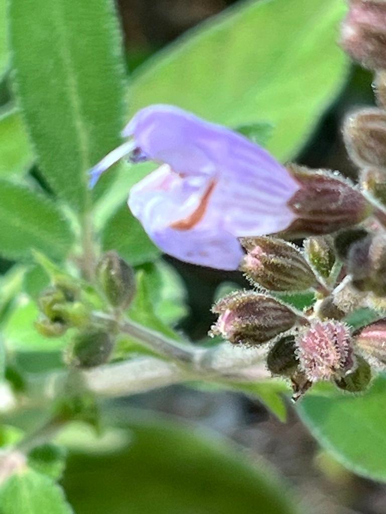 Salvia Triloba Leaf Extract 2