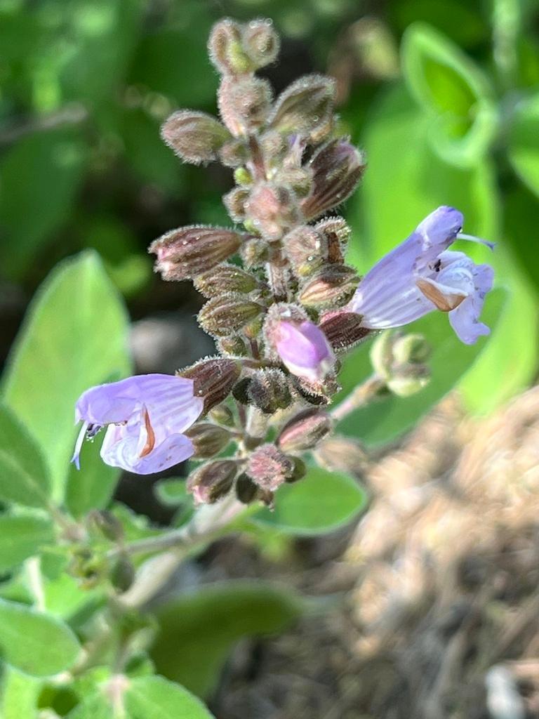 Salvia Triloba Leaf Extract 1