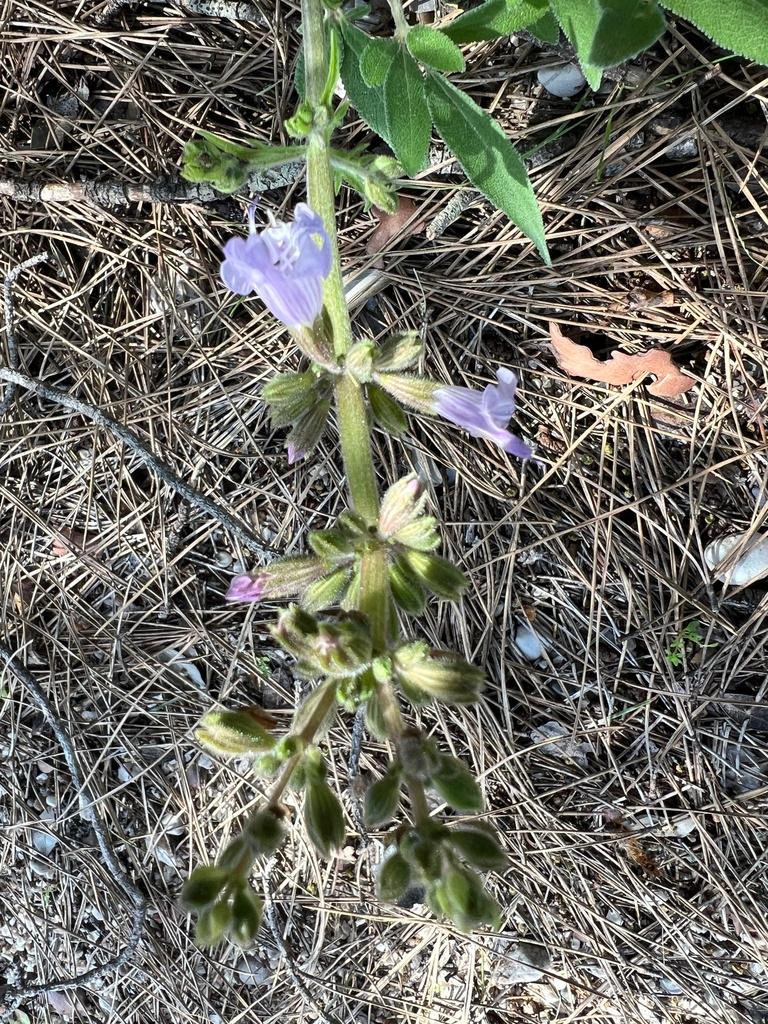 Salvia Triloba Leaf Extract 3