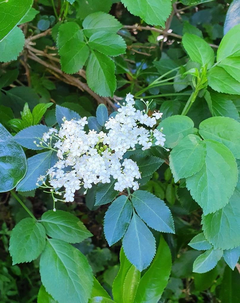Sambucus Nigra (Elderberry) Extract 2