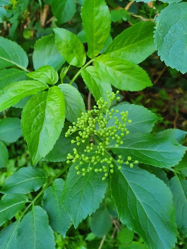 Sambucus Nigra (Elderberry) Extract 3