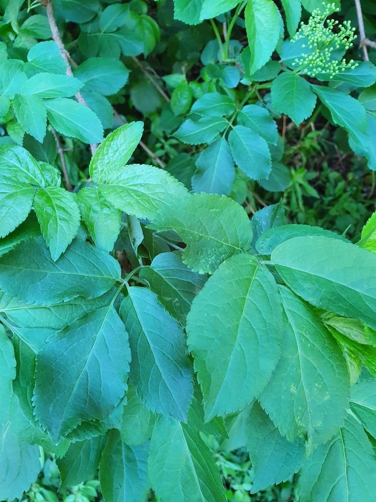Sambucus Nigra (Elderberry) Extract 4