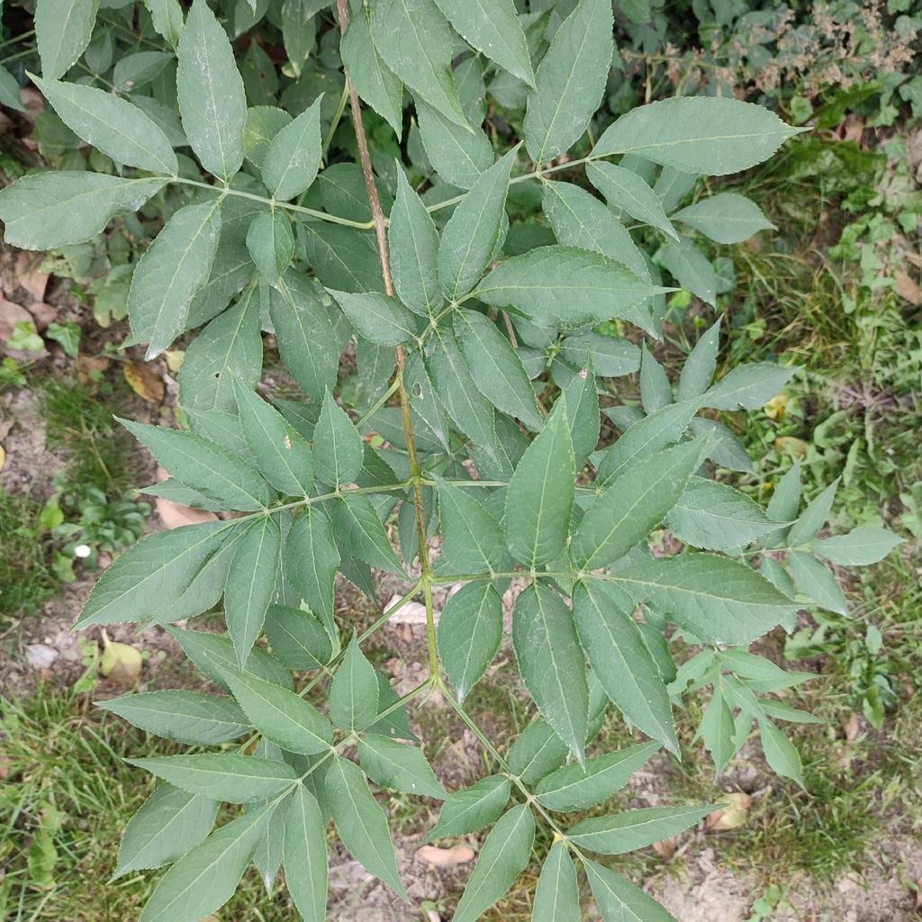 Sambucus Nigra (Elderberry) Extract 1