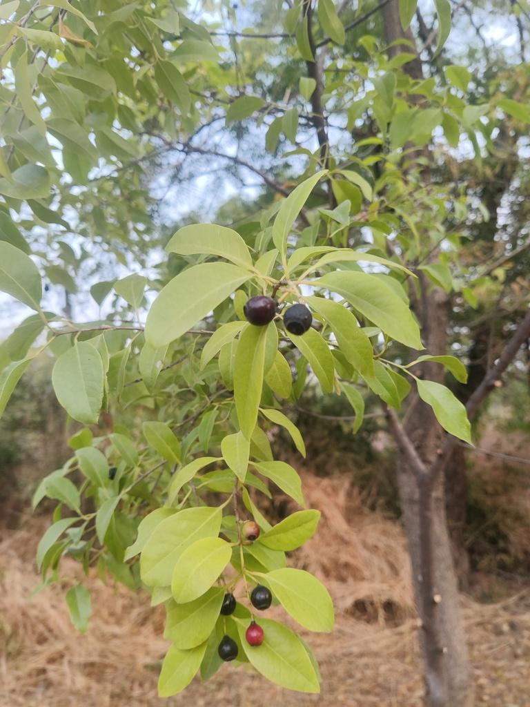 SANTALUM ALBUM OIL 4