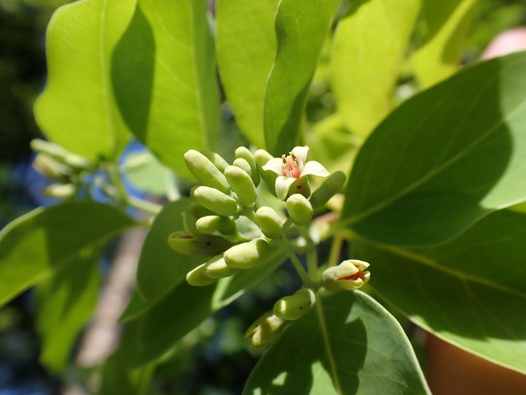 SANTALUM AUSTROCALEDONICUM WOOD OIL 1