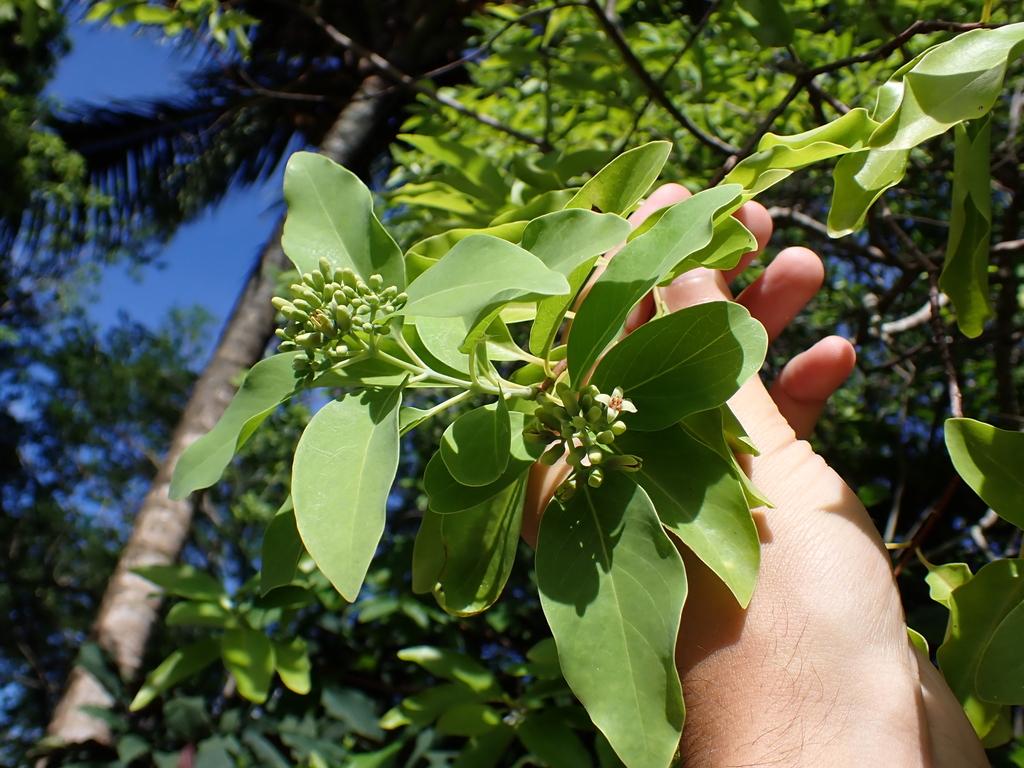 SANTALUM AUSTROCALEDONICUM WOOD OIL 2