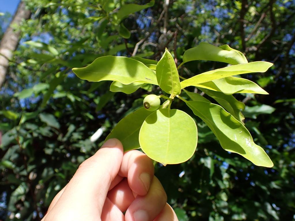 SANTALUM AUSTROCALEDONICUM WOOD OIL 3