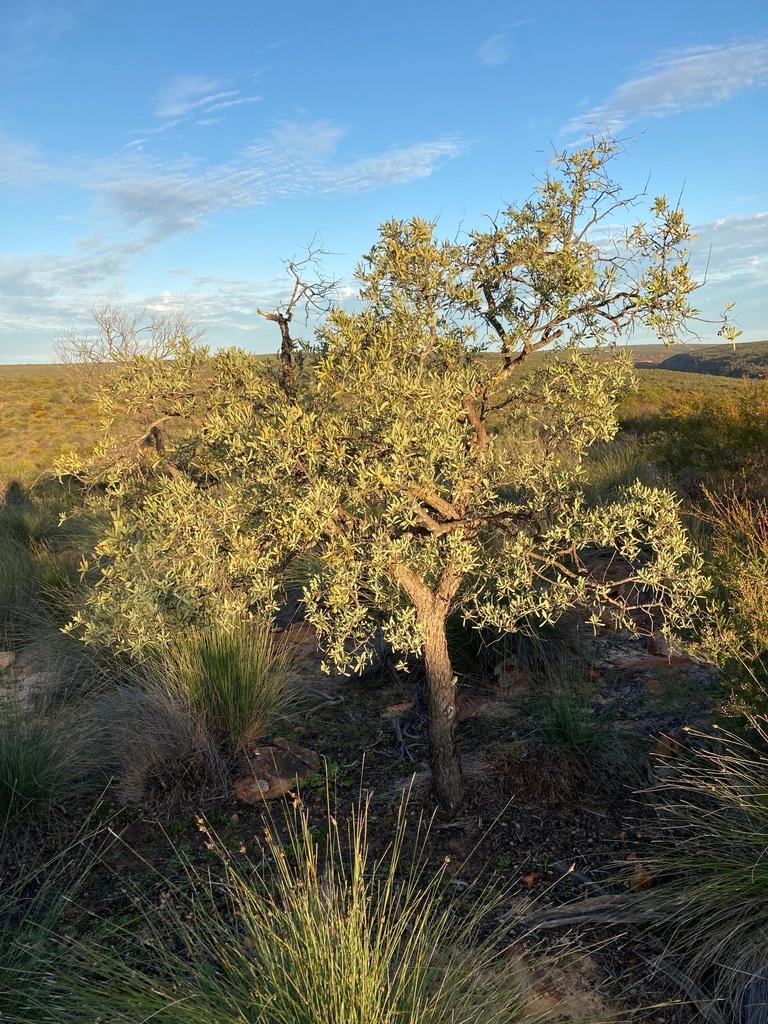 Santalum Spicatum Seed Oil 3