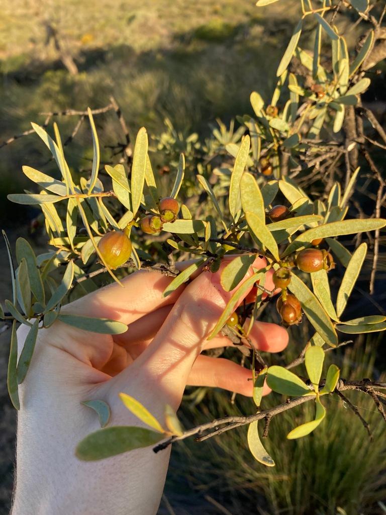 Santalum Spicatum Wood Water 2