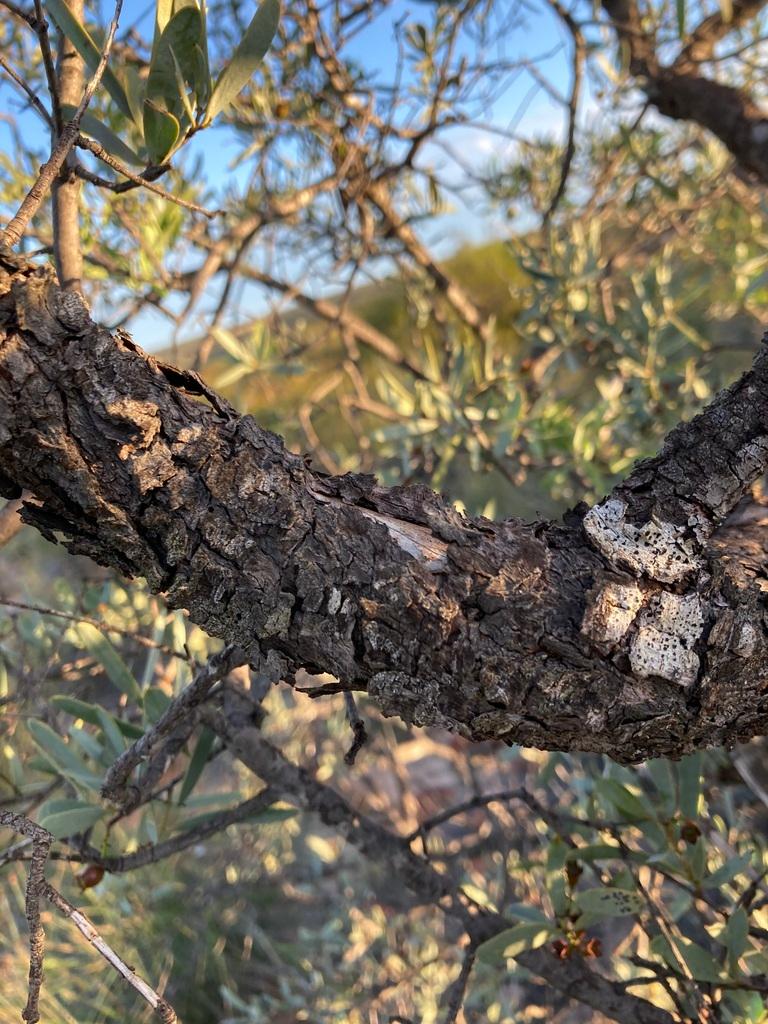 Santalum Spicatum Wood Water 4