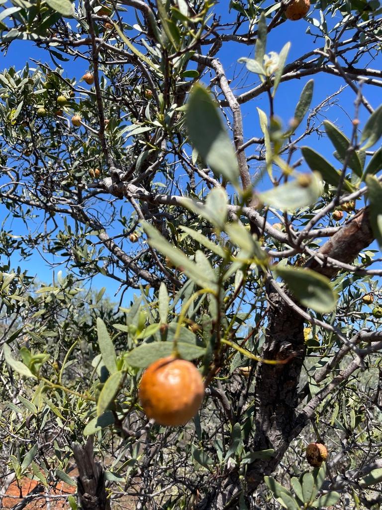 Santalum Spicatum Wood Water 1