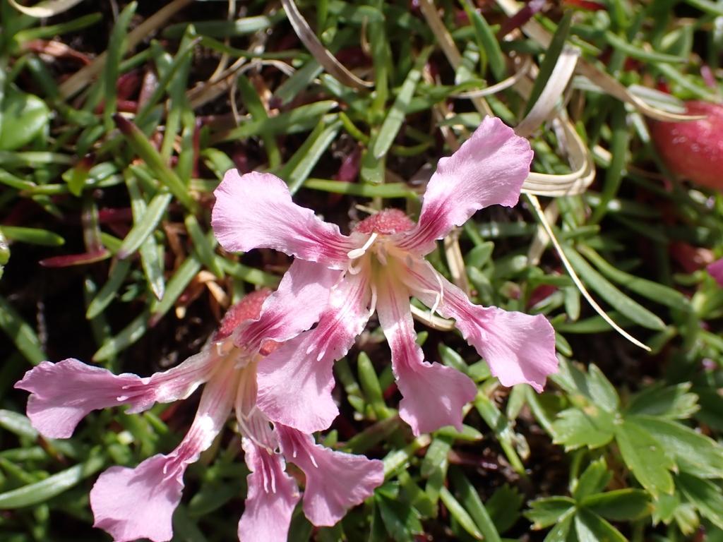 Saponaria Pumila Callus Culture Extract 1