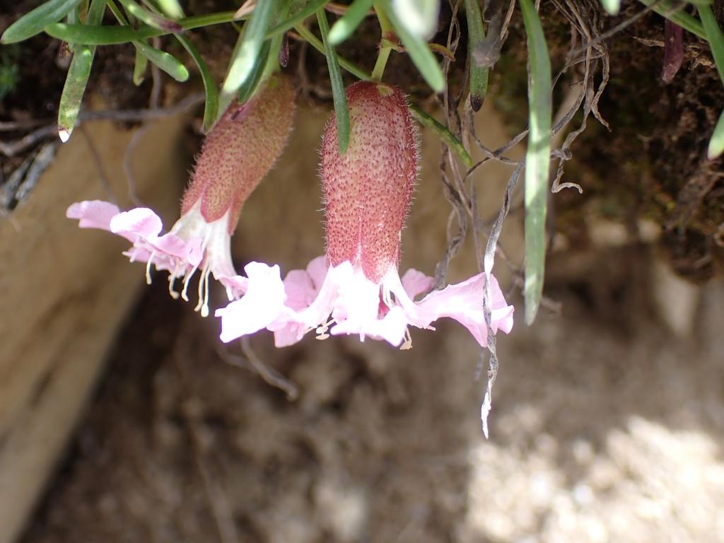 Saponaria Pumila Callus Culture Extract 2
