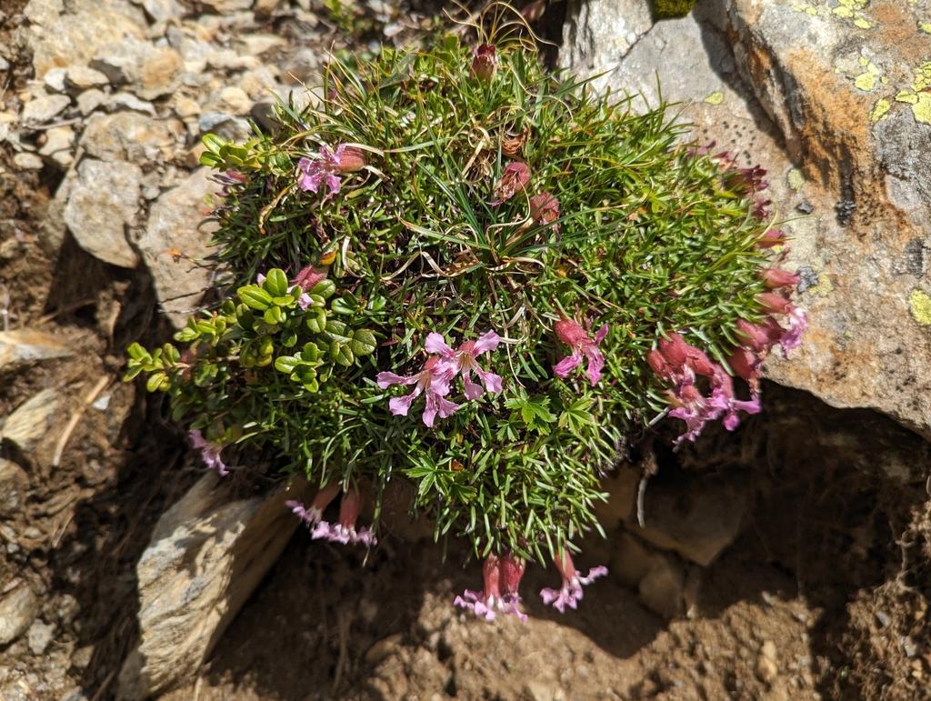 Saponaria Pumila Callus Culture Extract 3