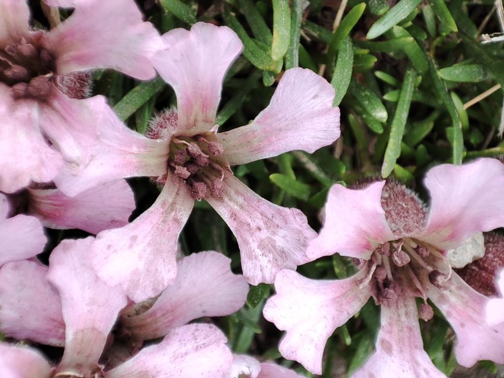 Saponaria Pumila Callus Culture Extract 4