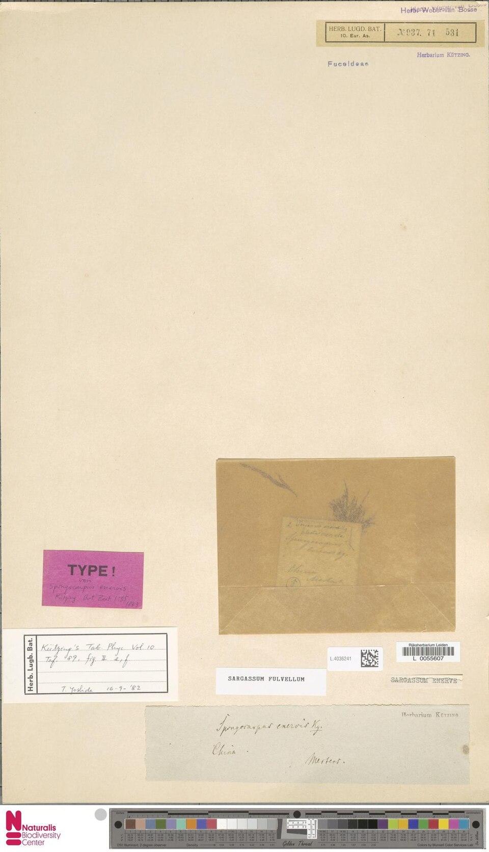 Sargassum fulvellum extract 4