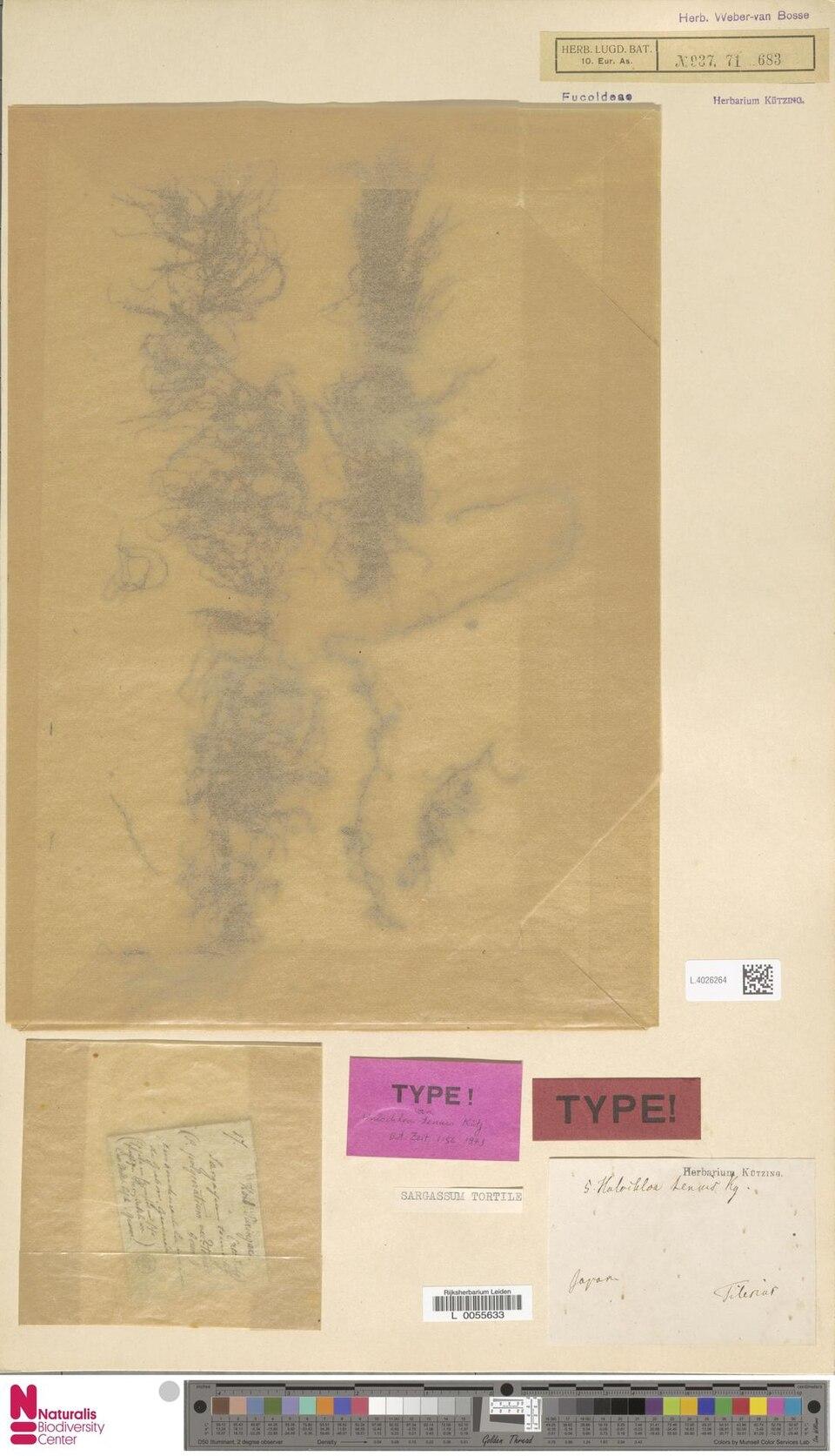 Sargassum siliquastrum extract 3