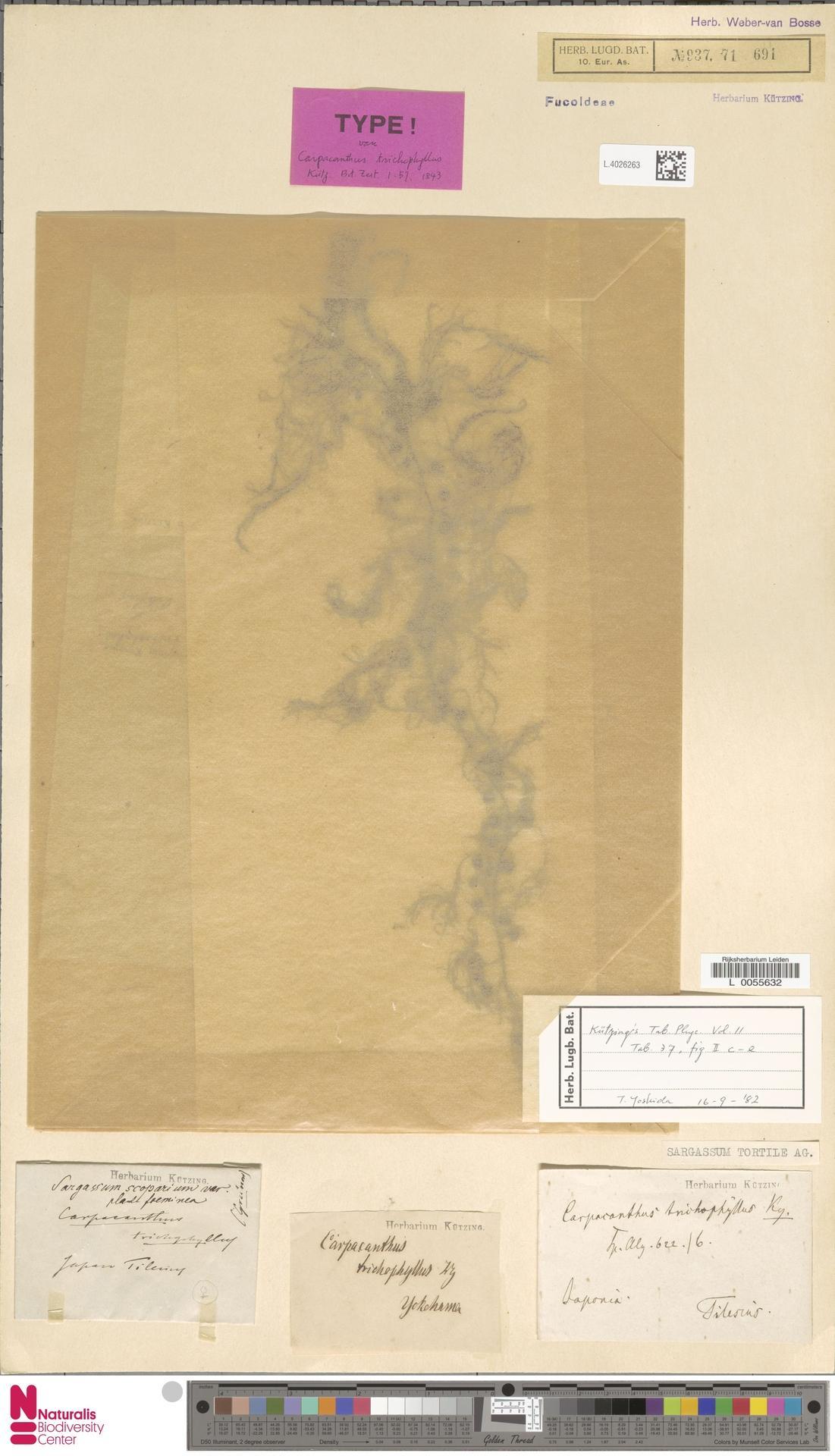 Sargassum siliquastrum extract 5