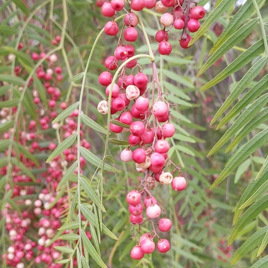 Schinus Molle Extract 2