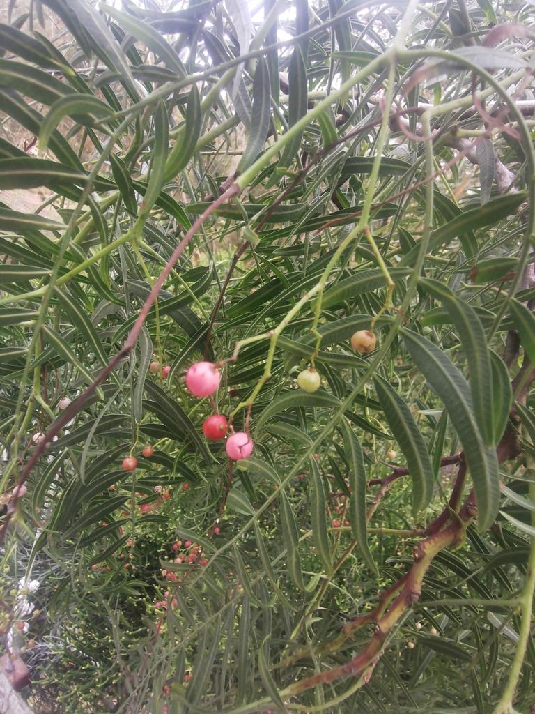 Schinus Molle Extract 4