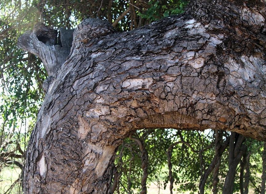 Sclerocarya Birrea Seed Butter 4