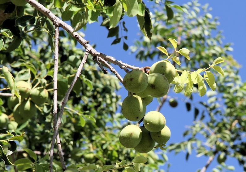 Sclerocarya Birrea Seed Butter 3