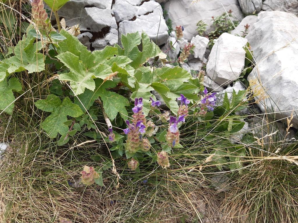 SCUTELLARIA ALPINA FLOWER/LEAF/STEM EXTRACT 1