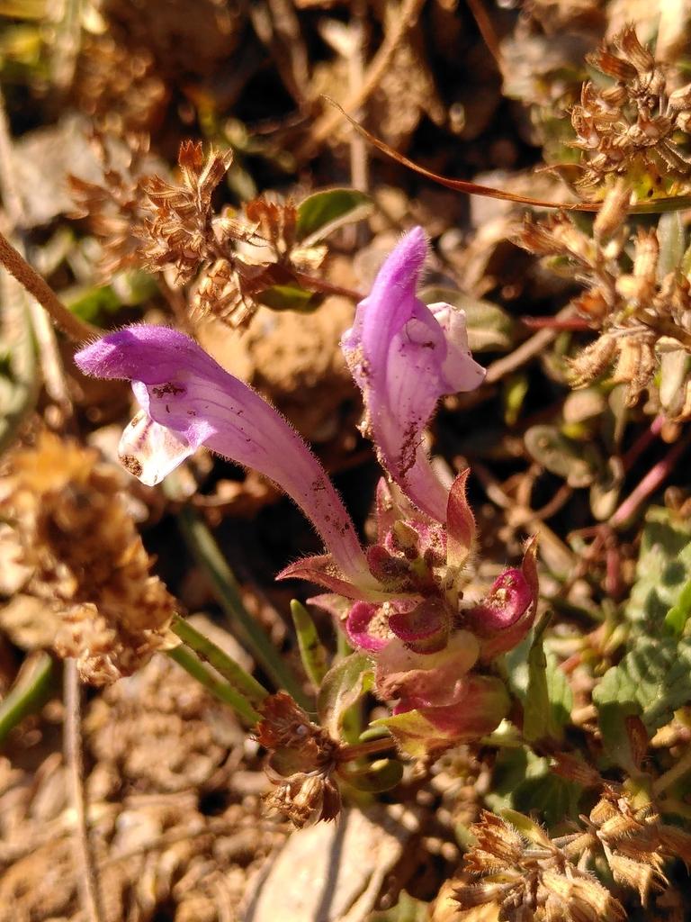 SCUTELLARIA ALPINA FLOWER/LEAF/STEM EXTRACT 4