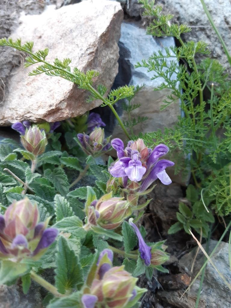 SCUTELLARIA ALPINA FLOWER/LEAF/STEM EXTRACT 2