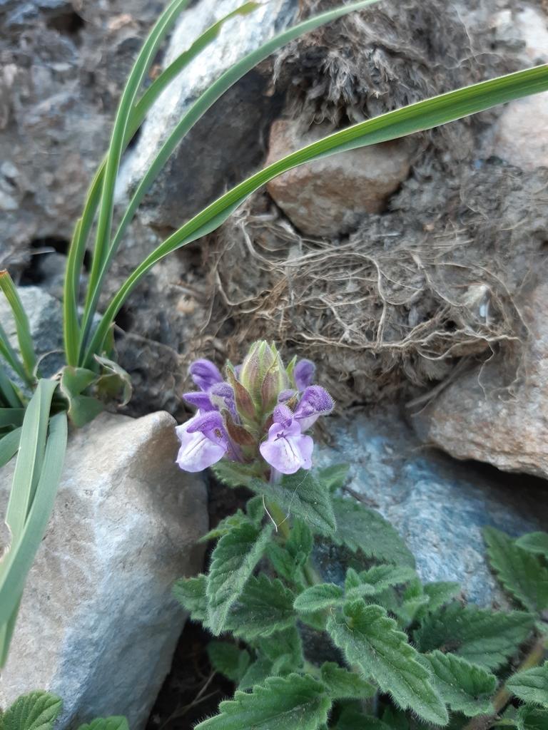 SCUTELLARIA ALPINA FLOWER/LEAF/STEM EXTRACT 3