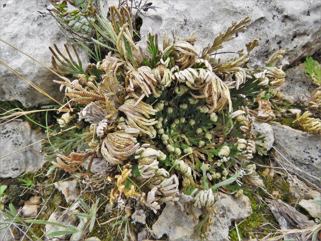 Selaginella Lepidophylla Extract 3