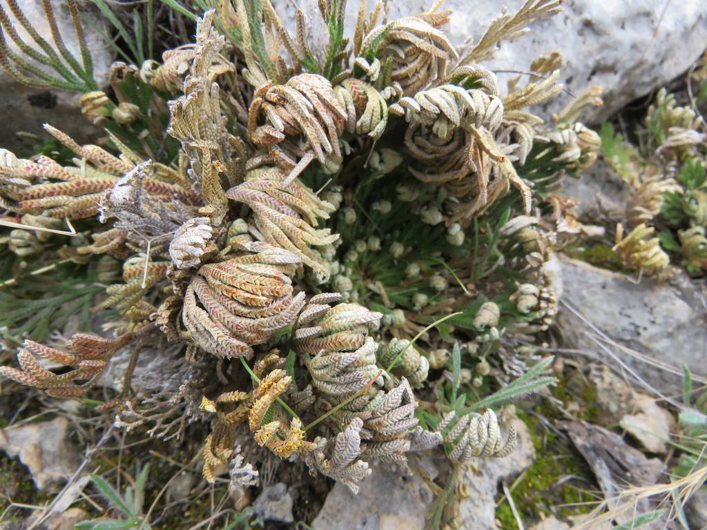 Selaginella Lepidophylla Extract 4
