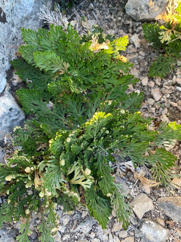 Selaginella Lepidophylla Extract 1