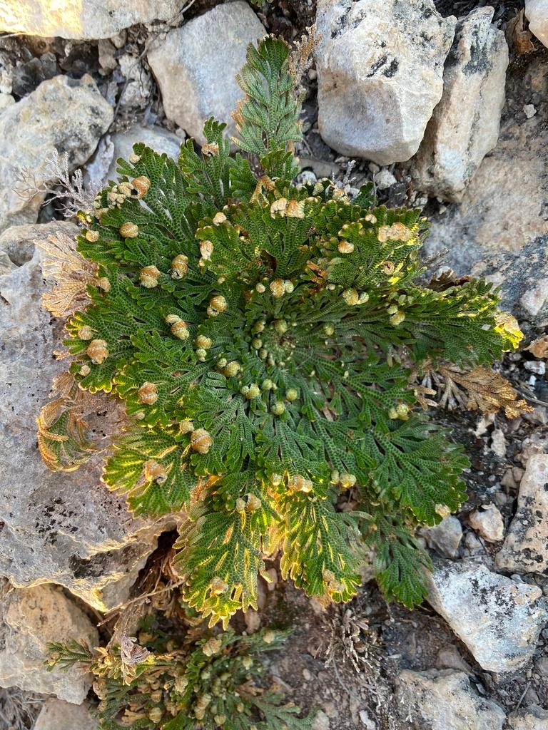 Selaginella Lepidophylla Extract 2