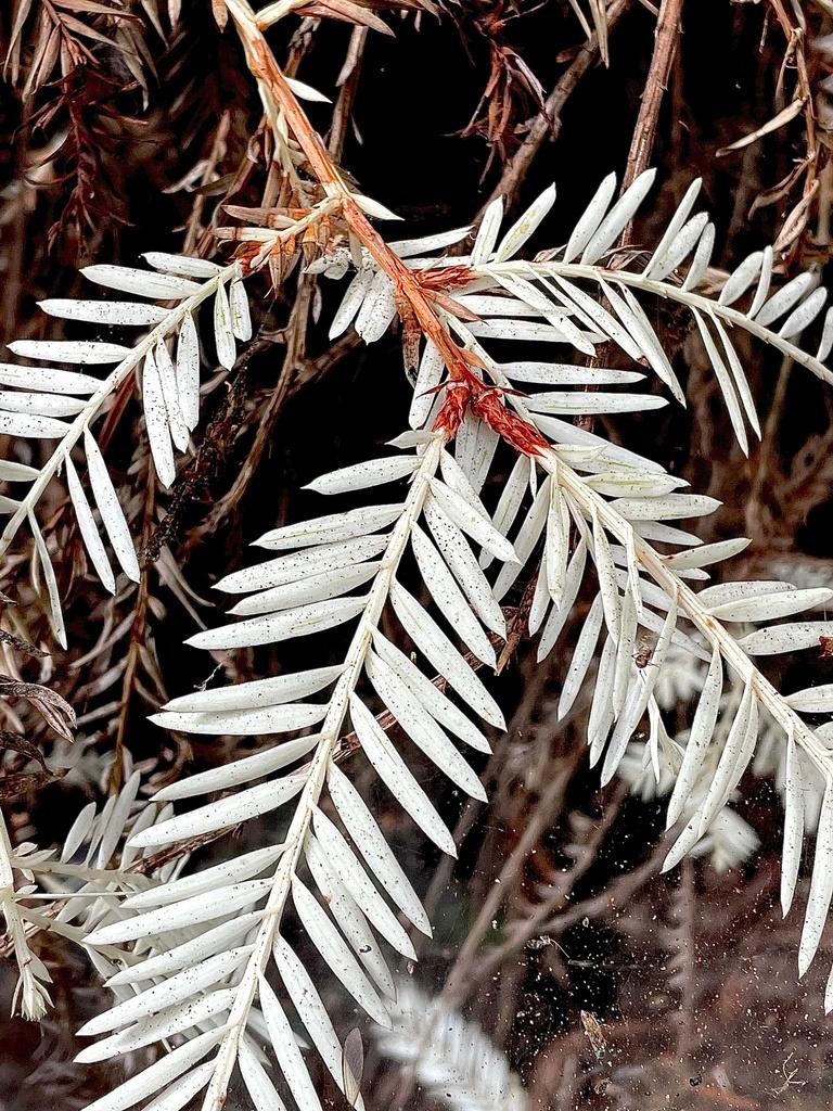 SEQUOIA SEMPERVIRENS LEAF CELL EXTRACT 1