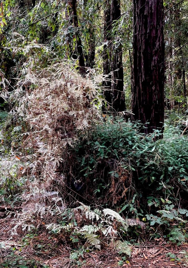 SEQUOIA SEMPERVIRENS LEAF CELL EXTRACT 2