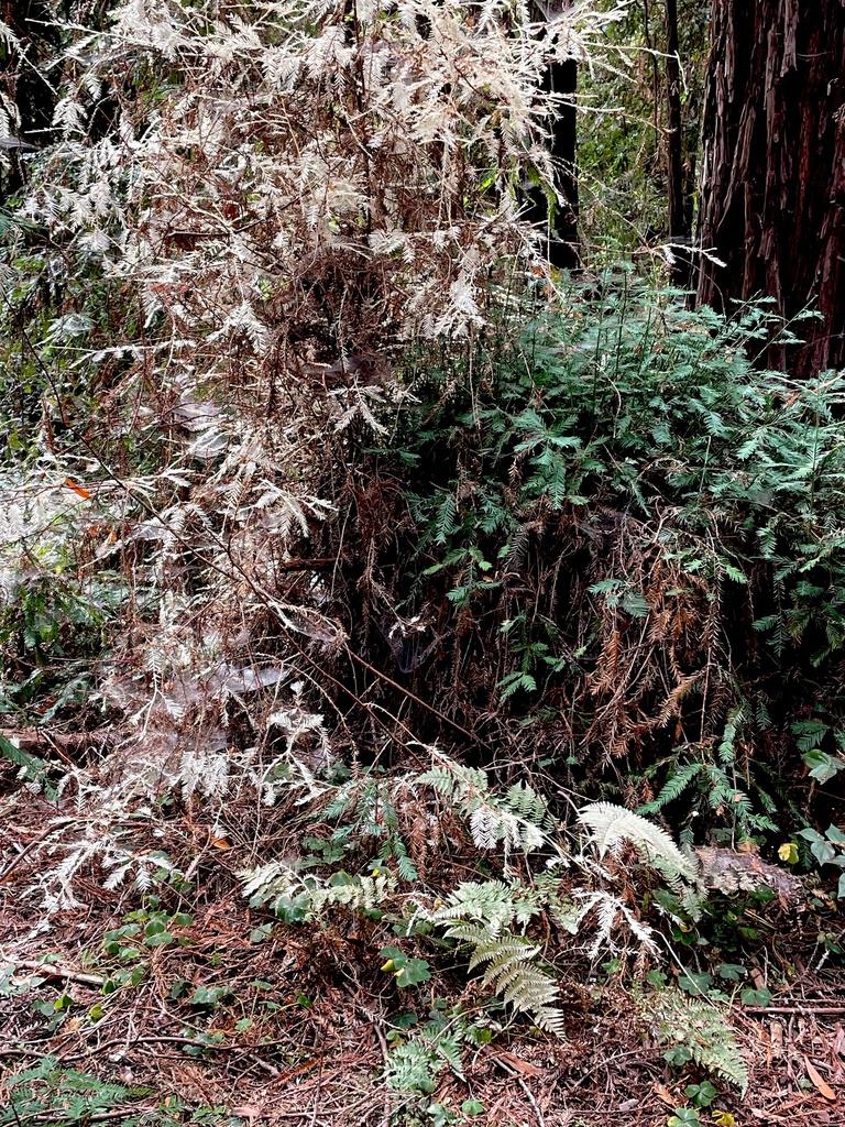SEQUOIA SEMPERVIRENS LEAF CELL EXTRACT 3