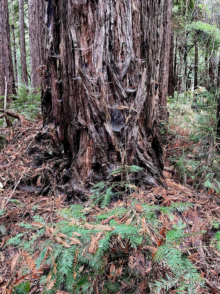 SEQUOIA SEMPERVIRENS LEAF CELL EXTRACT 4