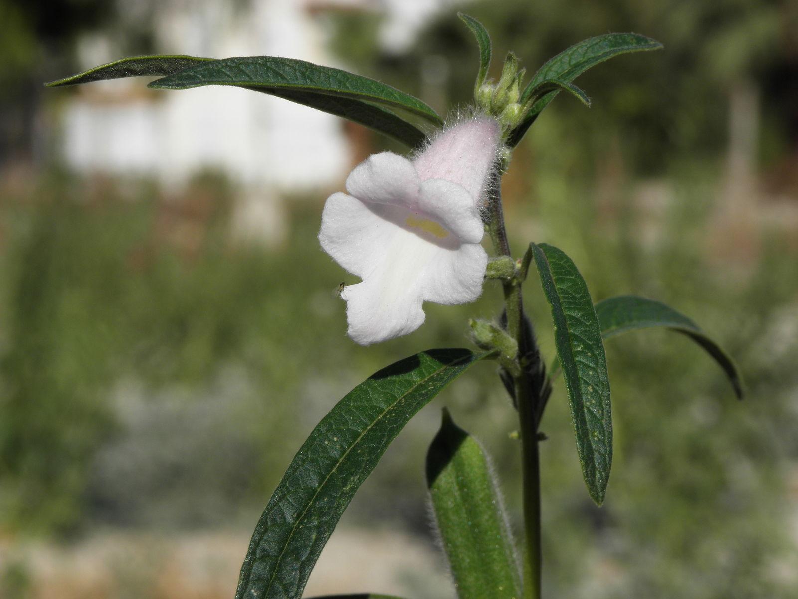 Sesamum indicum (Sesame) oil unsaponifiables 5