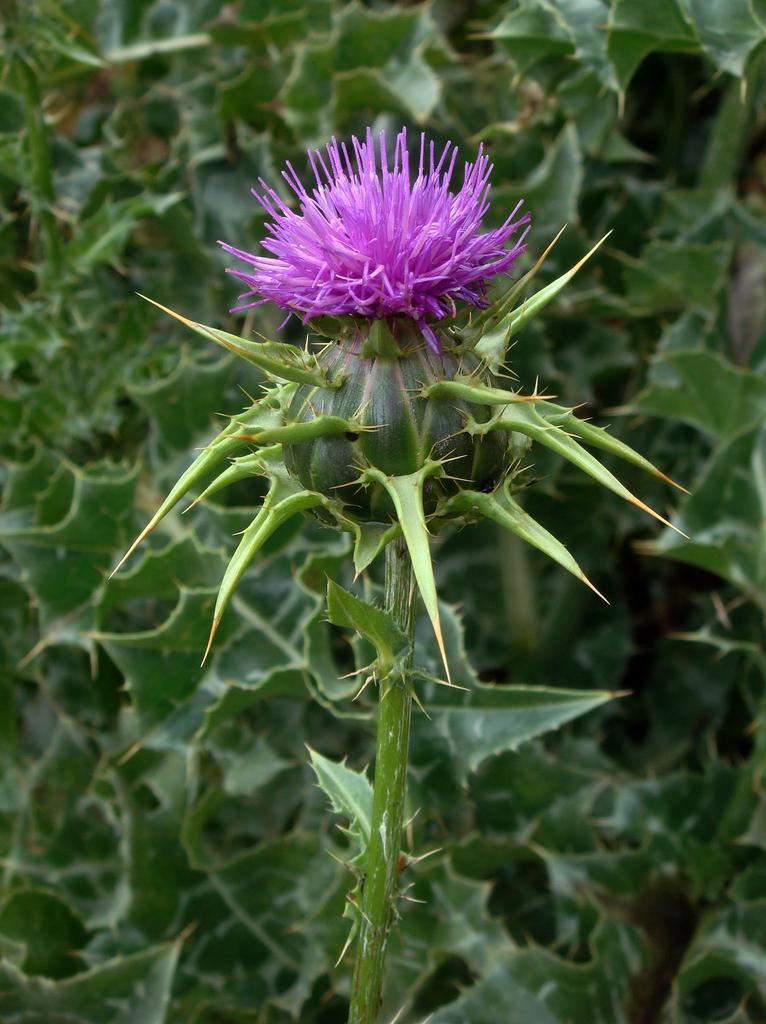 Silybum Marianum Extract 1