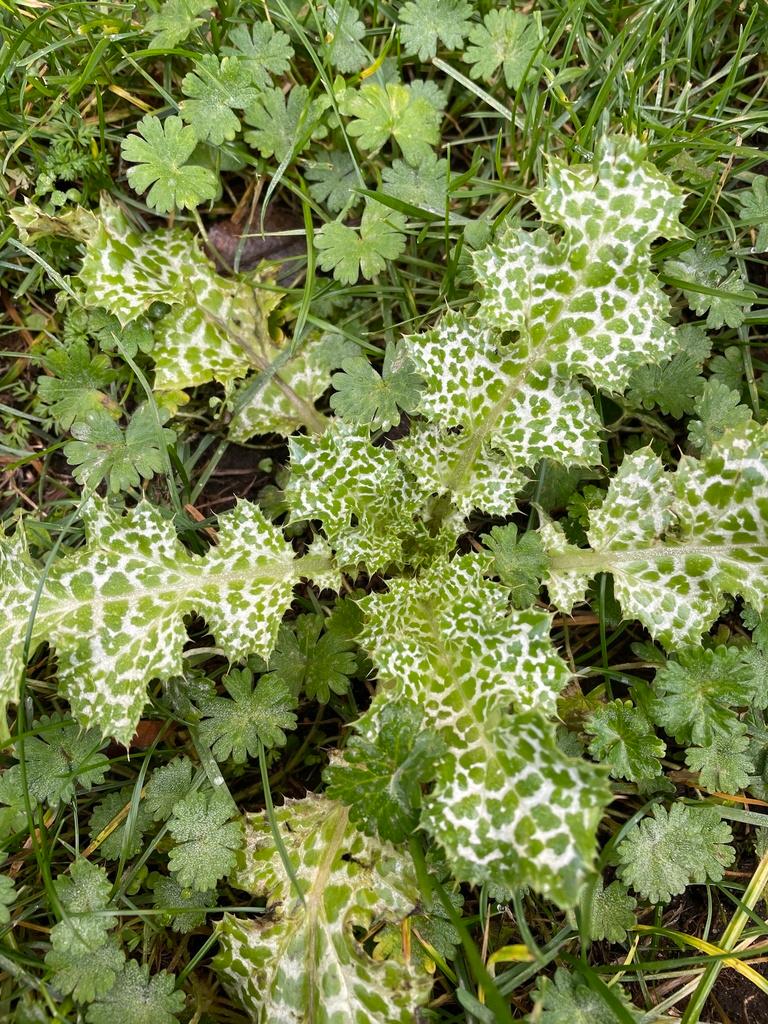 Silybum Marianum Fruit Extract 4