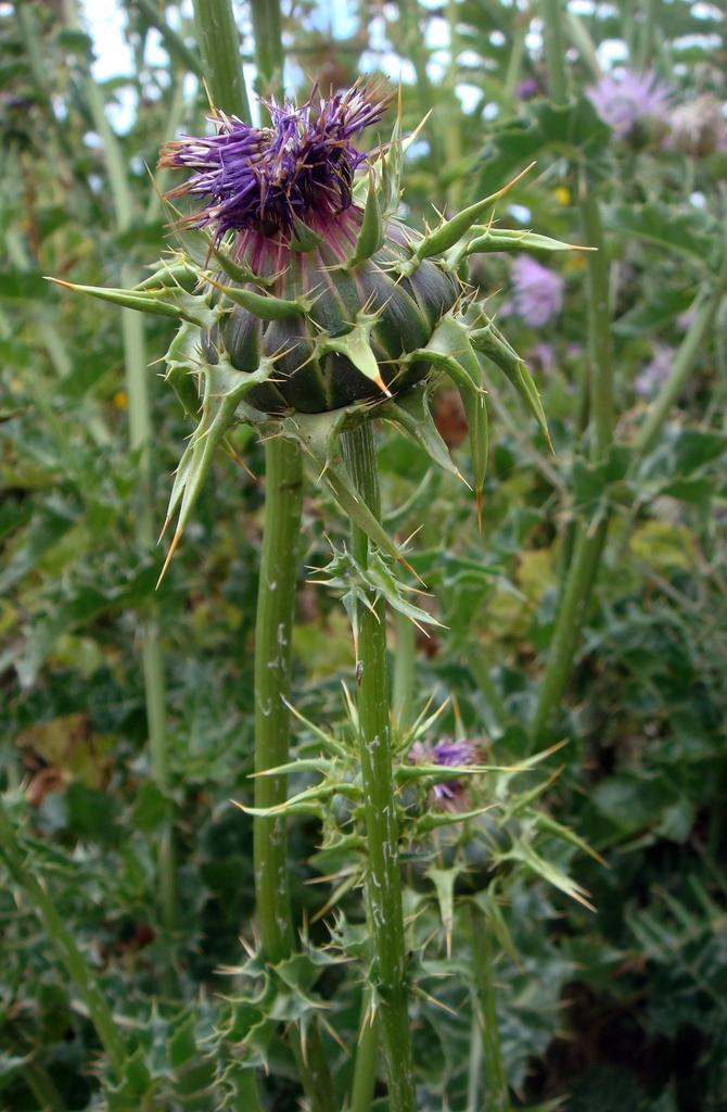 Silybum Marianum Fruit Extract 2