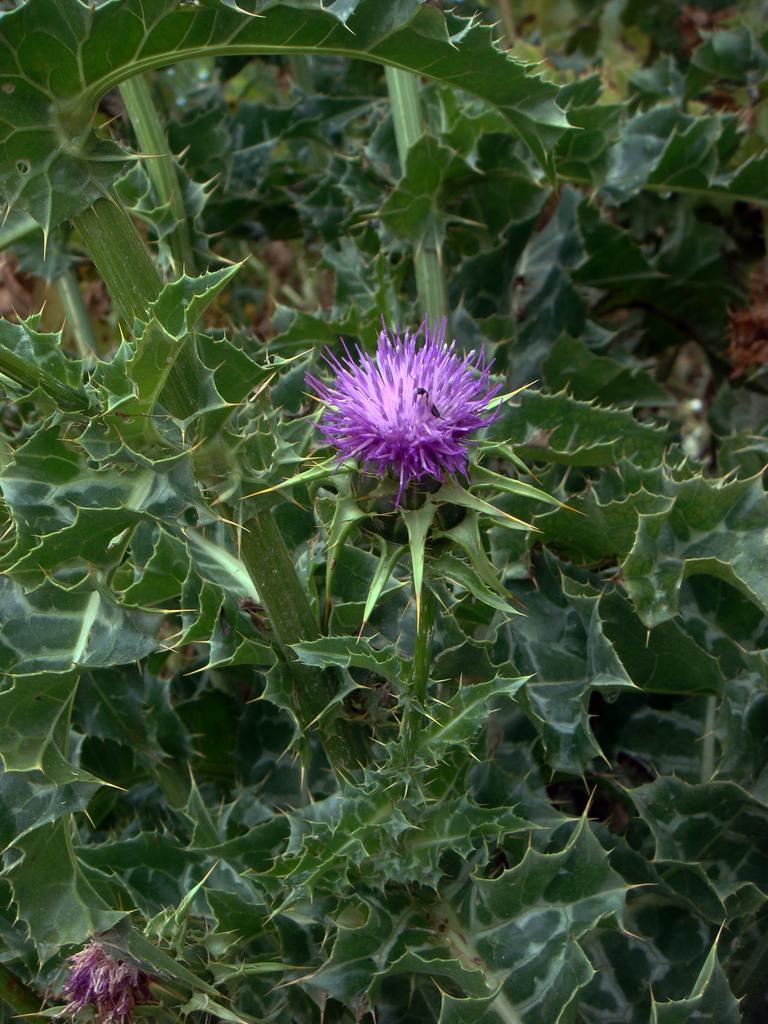 Silybum Marianum Fruit Extract 3